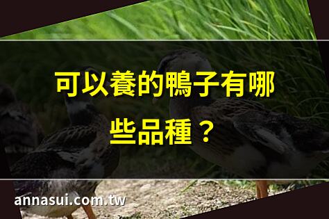 可以養的鴨子有哪些品種？ | 柯爾鴨飼養全攻略！ | 新手養鴨必知5大要點！ | 柯爾鴨好養嗎？一文解答