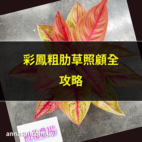 彩鳳粗肋草照顧全攻略 | 彩鳳粗肋草修剪技巧 | 彩鳳粗肋草養護指南 | 彩鳳粗肋草品種介紹