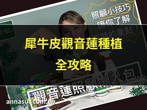 犀牛觀音蓮