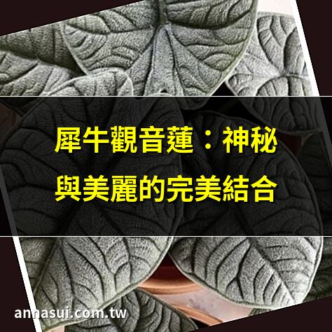 犀牛觀音蓮：神秘與美麗的完美結合 | 犀牛皮觀音蓮種植全攻略 | 全方位照顧犀牛皮觀音蓮 | 觀音蓮種植指南：照顧秘訣