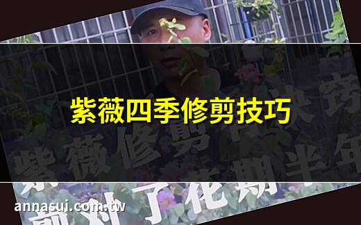 紫薇修剪