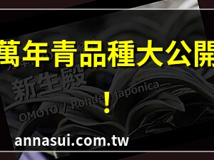萬年青種類