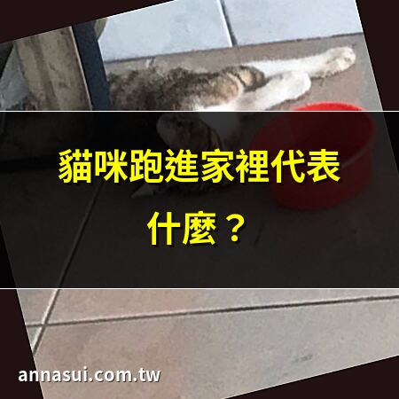貓咪跑進家裡代表什麼？ | 流浪貓為何總來我家？ | 貓咪跑進家是吉兆嗎？ | 貓咪突然跑進家裡怎麼辦？