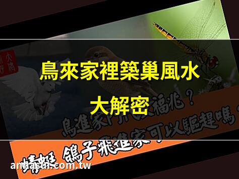 鳥來家裡築巢風水大解密 | 鳥築巢風水：吉凶位置解析 | 陽台有鳥巢？風水化解之道 | 珠頸斑鳩築巢風水意義